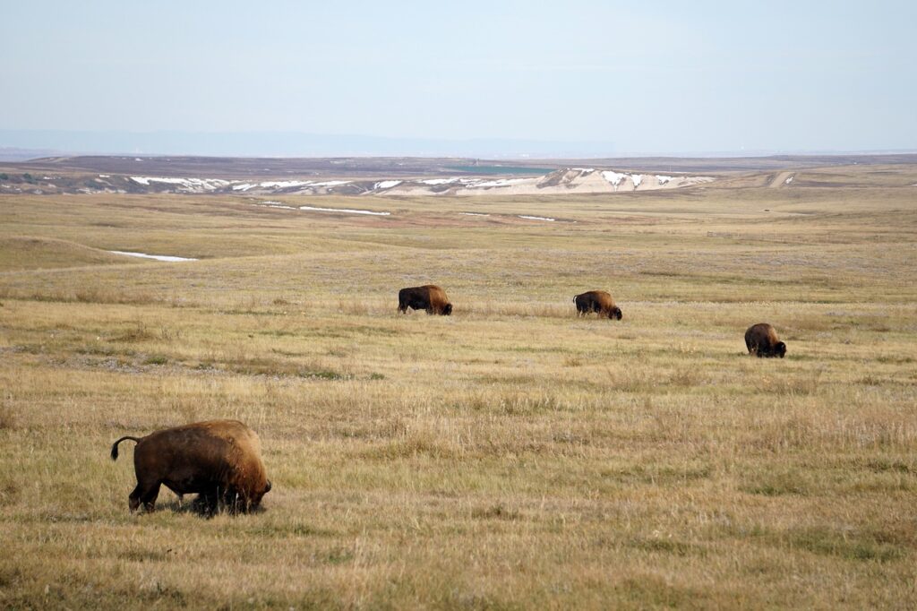 badlands, south dakota, bison-4572670.jpg